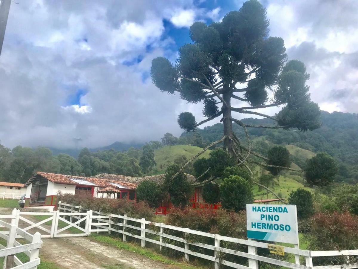 Ecohotel Pinohermoso Reserva Natural Salento Zewnętrze zdjęcie
